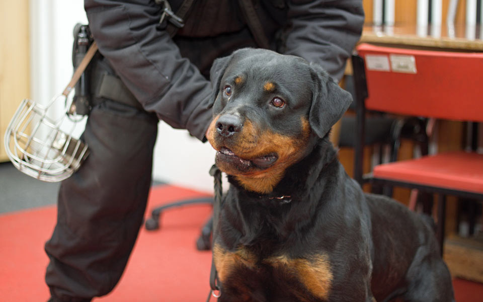 Agent cynophile et son rottweiler
